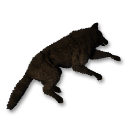 Black Wolf Carcass