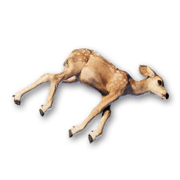 Small Deer Carcass
