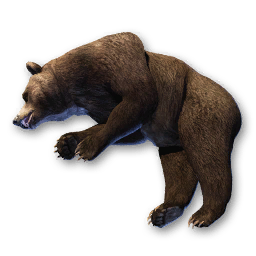 Bear Carcass