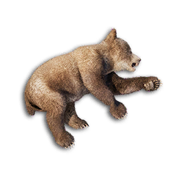 Bear Cub Carcass