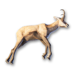 Chamois Carcass