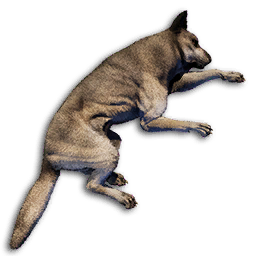 Wolf Carcass