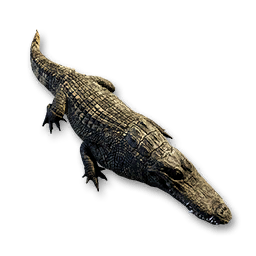 Crocodile Carcass