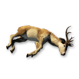 Deer Carcass