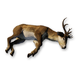 Large Deer Carcass