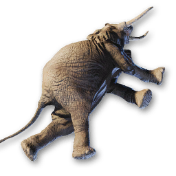 Elephant Carcass