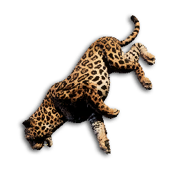 Jaguar Carcass