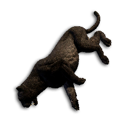 Black Jaguar Carcass