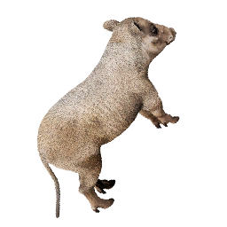 Juvenile Boar Carcass