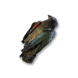Kea Carcass