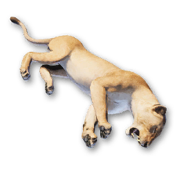 Cougar Carcass