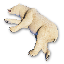 Polar Bear Carcass