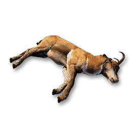 Pronghorn Carcass