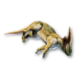 Swamp Roat Carcass