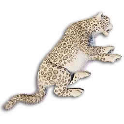 Snow Leopard Carcass