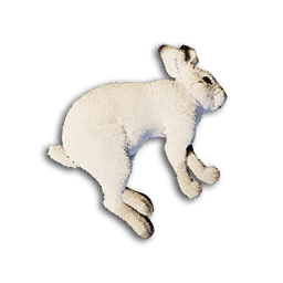 Snow Rabbit Carcass