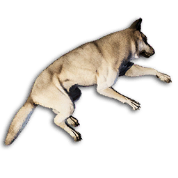 Snow Wolf Carcass