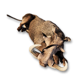 Wild Boar Carcass