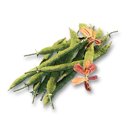 Soy Bean