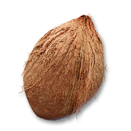 Mature Coconut