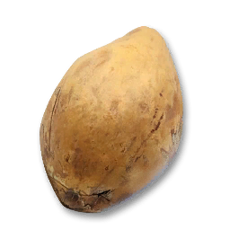 Ripe Coconut