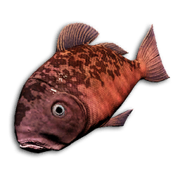 Crimson Snapper