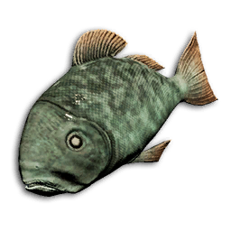 Emerald Snapper