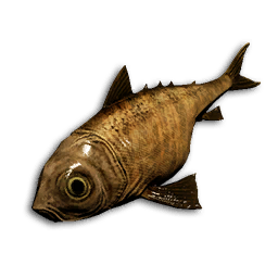 Banded Jack