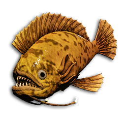 Sunset Triggerfish