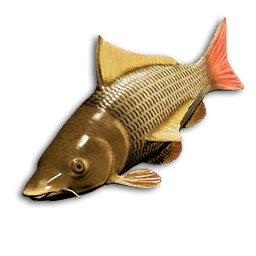 Pearl Perch