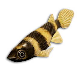 Neon Tetra