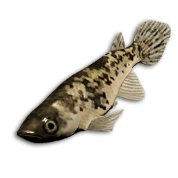Spotted Tetra