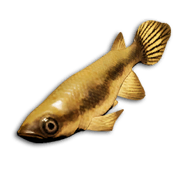 Sunset Tetra