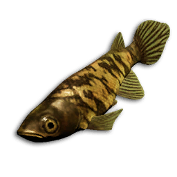 Banded Tetra