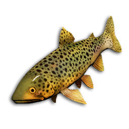 Sunset Trout