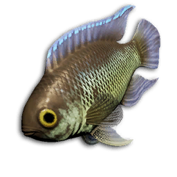 Emerald Danio