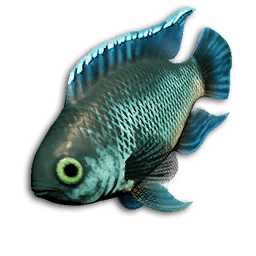 Azure Danio