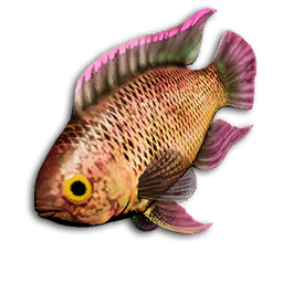 Coral Danio