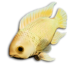 Pearl Danio