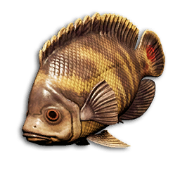 Banded Dory