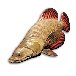 Crimson Wrasse