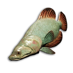 Crystal Wrasse
