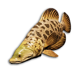 Spotted Wrasse