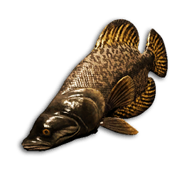 Ember Wrasse