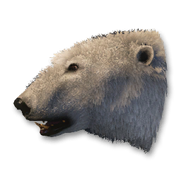 Polar Bear Vestige
