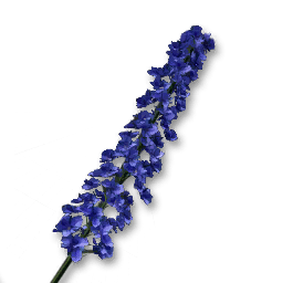Reed Flower