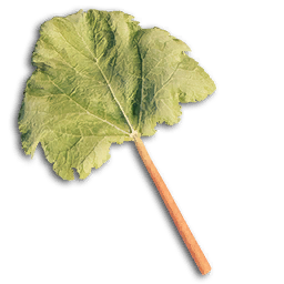 Rhubarb