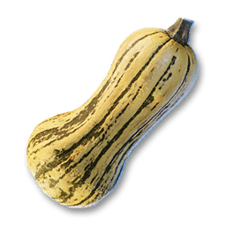 Squash