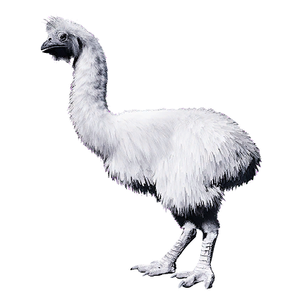 Arctic Moa