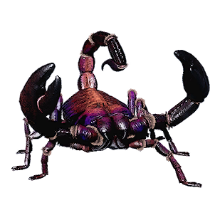 Arctic Scorpion